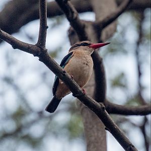Brown-hooded Kingfisher