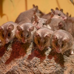 Spiny mice : Africa Alive! : 02 Jan 2015