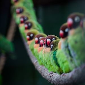 Black-cheeked lovebird : Africa Alive! : 02 Jan 2015