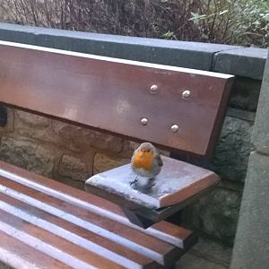 Wild European robin (Erithacus rubecula)