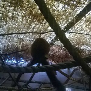 Red-bellied lemur (Eulemur rubriventer)