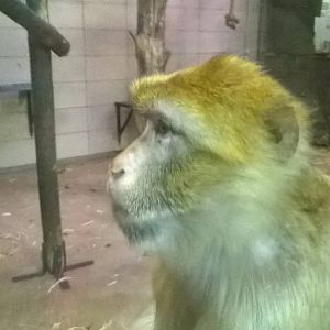 Barbary Macaque (Macaca sylvanus)