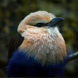 blue bellied roller