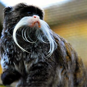 Emperor Tamarin
