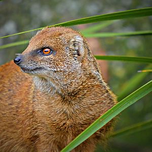 Yellow Mongoose