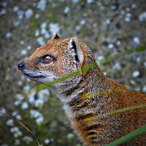 Yellow Mongoose