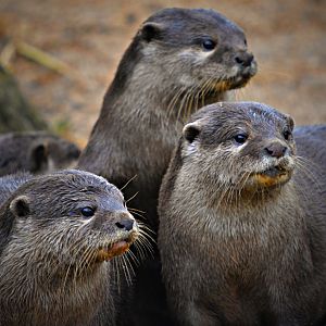 Oriental Short Clawed Otters