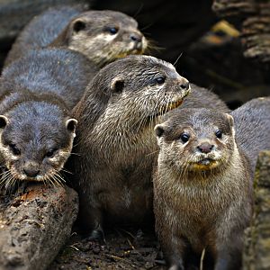 Oriental Short Clawed Otters
