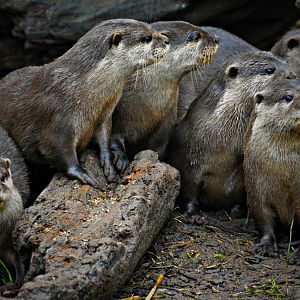 Oriental Short Clawed Otters
