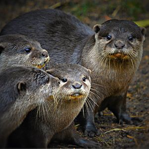 Oriental Short Clawed Otters
