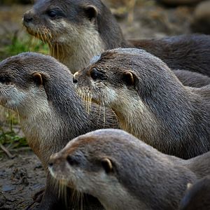 Oriental Short Clawed Otters