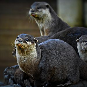 Oriental Short Clawed Otters