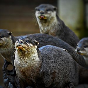 Oriental Short Clawed Otters