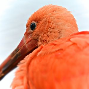Scarlett Ibis