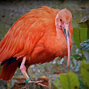 Scarlett Ibis