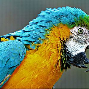 blue and gold macaw