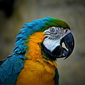 blue and gold macaw