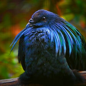 Nicobar Pigeon