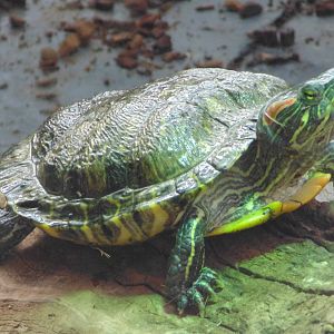 Red Eared Terapin