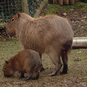 Capybara