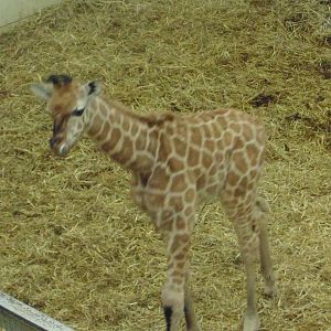Rothschild Giraffe Calf Eliska