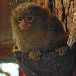 Pygmy Marmoset