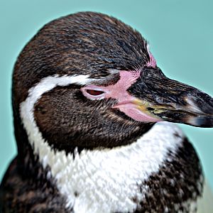Humboldt Penguin