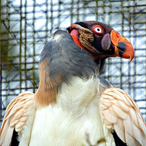 King Vulture