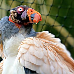 King Vulture