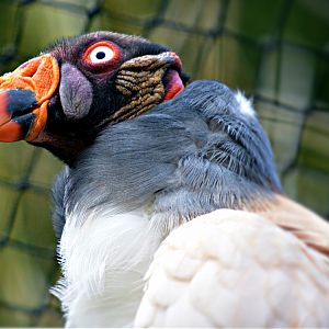 King Vulture