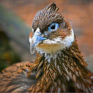 Female Himalayian Monal