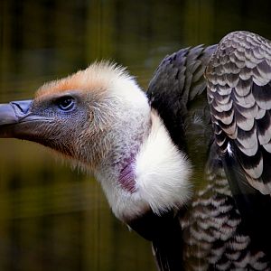 Griffon Vulture