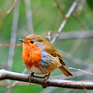 European Robin