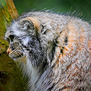 Pallas Cat