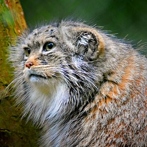Pallas Cat