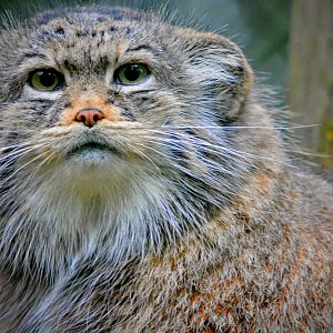 Pallas Cat