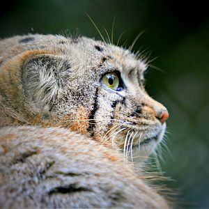 Pallas Cat