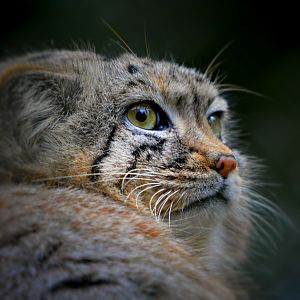 Pallas Cat