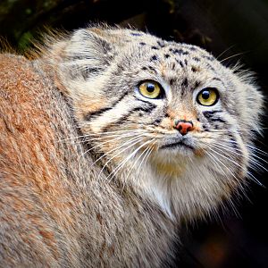 Pallas Cat