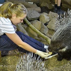 Auckland Zoo now offering the oppertunity to feed Porcupines