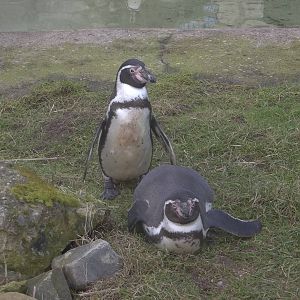Humboldt's Penguins, 14th February 2015