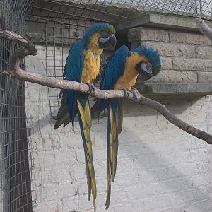 Millie and Monty, 14th February 2015