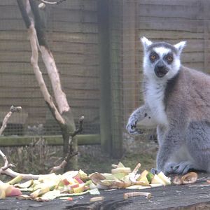 Ring-tailed Lemur, 14th February 2015