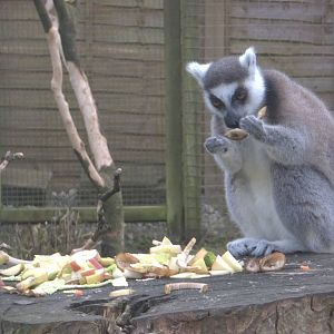Ring-tailed Lemur, 14th February 2015