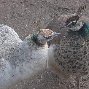 Mother and daughter, 14th February 2015