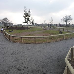 Wallaby walk through