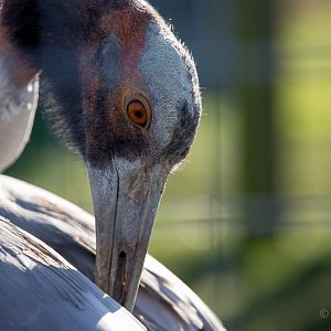 Sarus crane : Hamerton : 18 Jan 2015