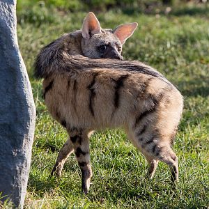 Eastern aardwolf : Hamerton : 18 Jan 2015