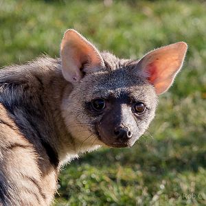 Eastern aardwolf : Hamerton : 18 Jan 2015