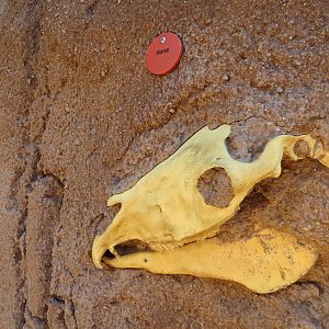 Elephant Odyssey - Fossil Portal